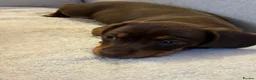Miniature Dachshund dogs for sale: Short haired miniature dachshunds  - Advert 5