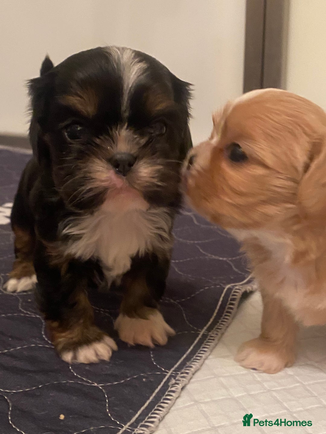 Cava Tzu dogs for sale: Absolutely amazing bundle of cuteness cava - shih - Advert 2