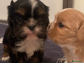 Cava Tzu dogs Absolutely amazing bundle of cuteness cava - shih - Advert 1