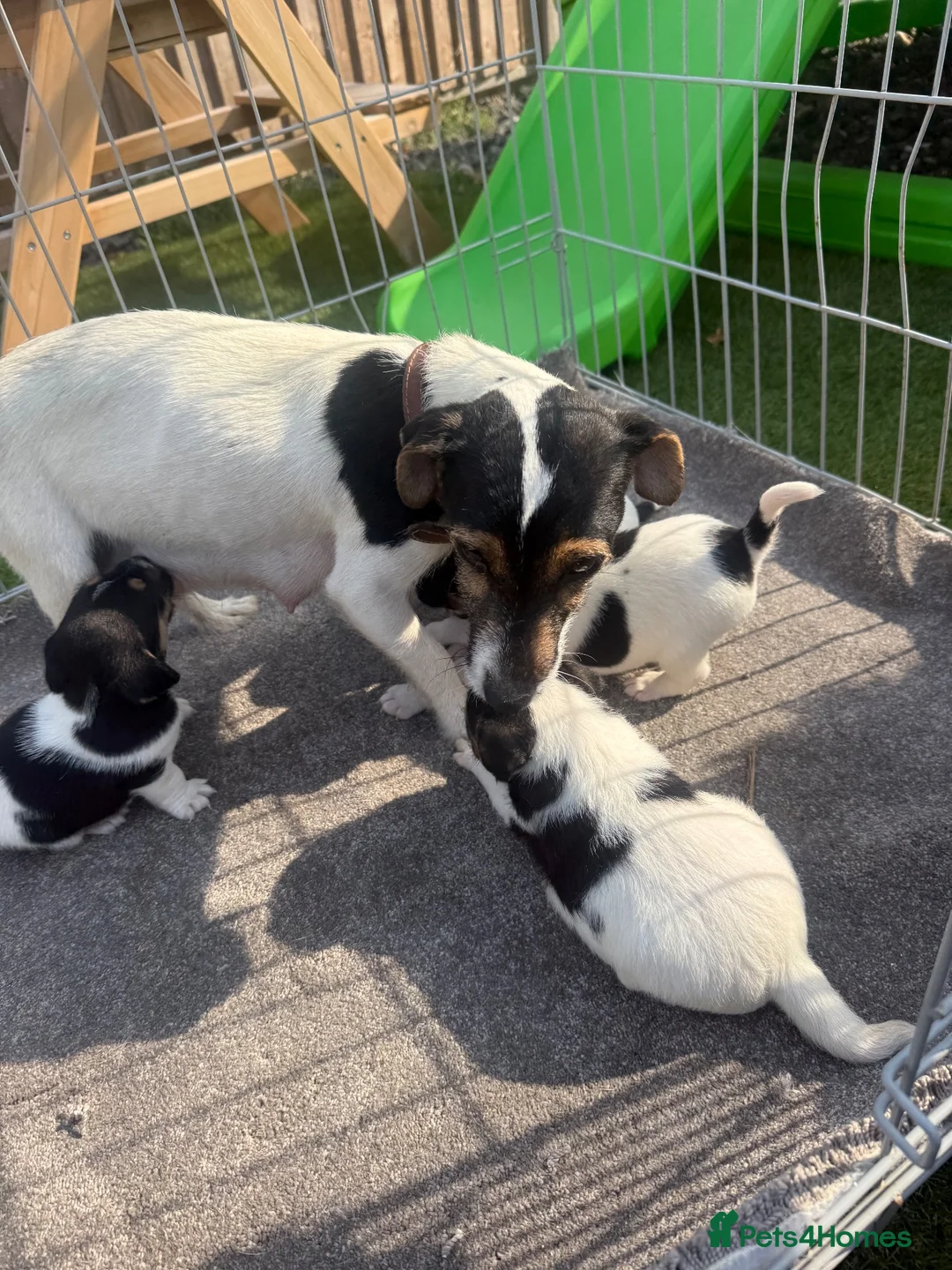 Jack Russell dogs for sale: Jack Russell four lovely boys 💙 for sale - Advert 2