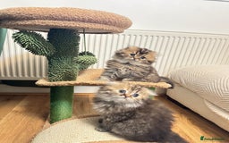 Scottish Fold cats for sale: Scottish Fold Long Hair Kittens/ 2 female 2 boy - Image 4