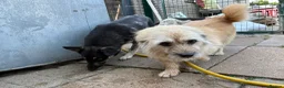 Mixed Breed dogs for adoption: Bunny - Norwich Norfolk  in Norwich - Advert 4