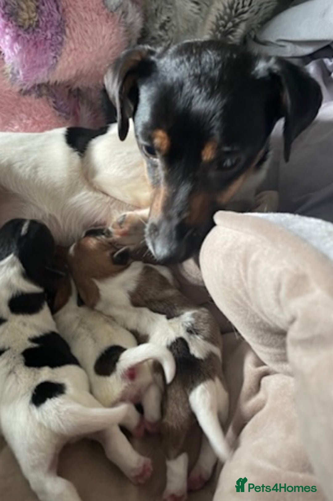 Jack Russell dogs for sale: Short legged Jack Russell puppies - Advert 1