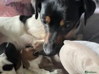 Jack Russell dogs Short legged Jack Russell puppies - Advert 1