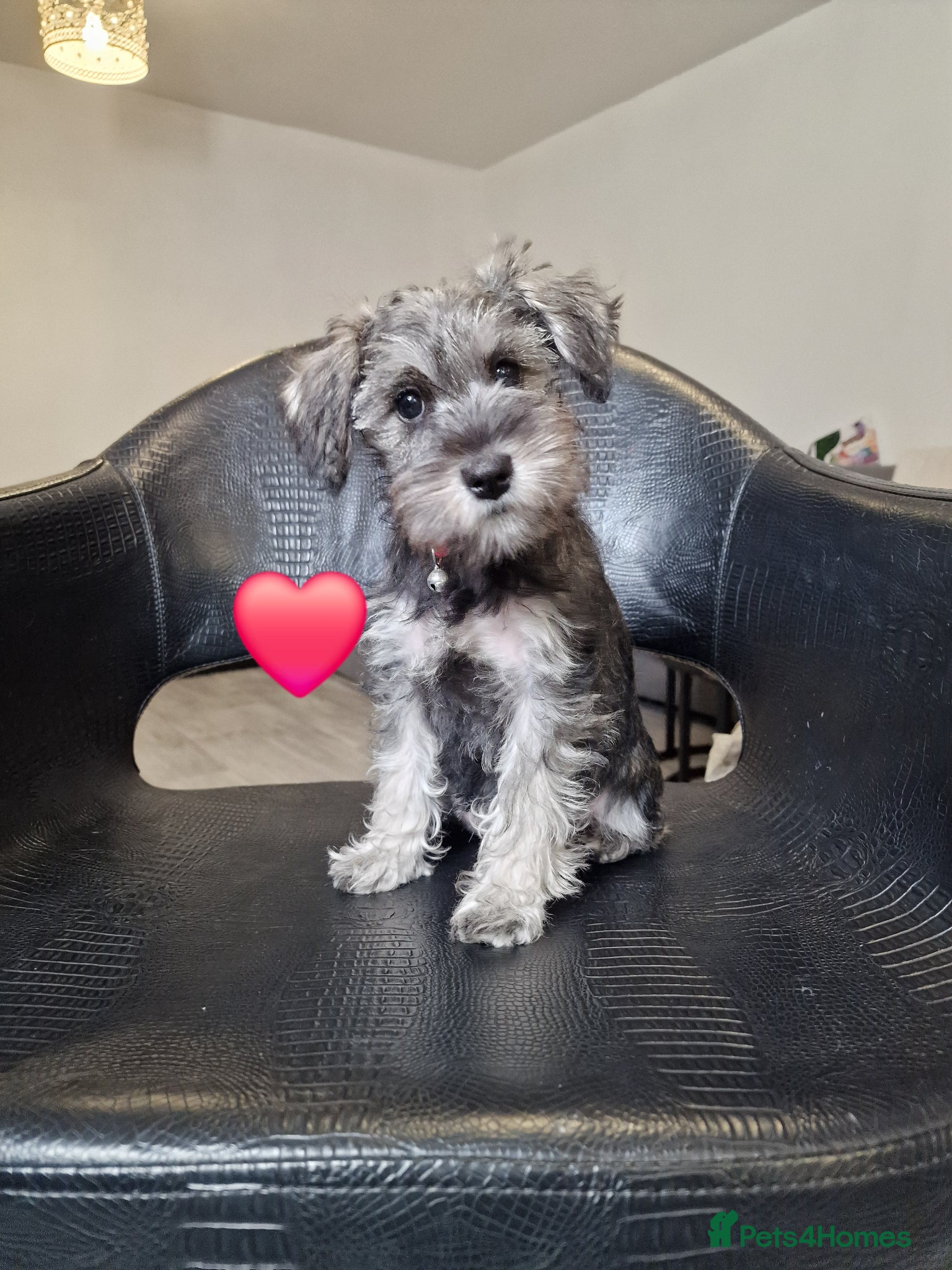 Miniature Schnauzer dogs 4 miniature schnauzers girls - Advert 6