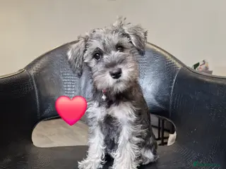 Miniature Schnauzer dogs 4 miniature schnauzers girls - Advert 6