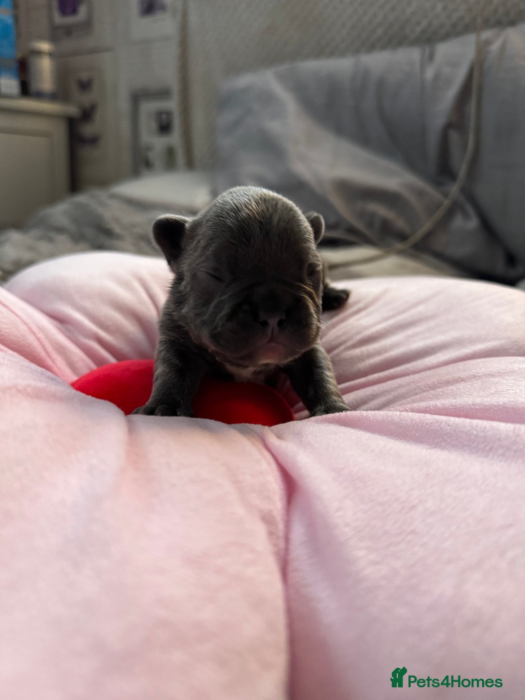 French Bulldog dogs for sale: 🎉 New years pups 🎉 7 adorable French bulldog pup - Advert 7