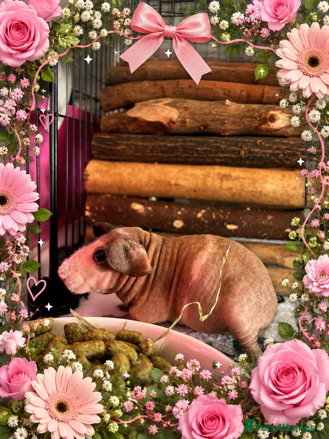 Guinea Pig rodents for sale: 2 female skinny pigs  - Advert 2
