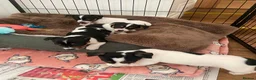 Jack Russell dogs for sale: Beautiful Jack Russell Girls Available  - Advert 12