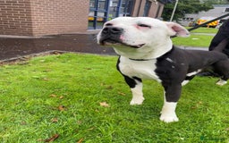 Staffordshire Bull Terrier dogs for sale: For sale staffy female  - Image 5