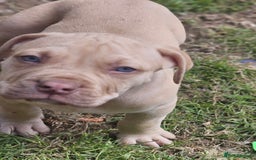 Mastiff dogs for sale: Boerbel x ultimate Mastiff in London - Image 24