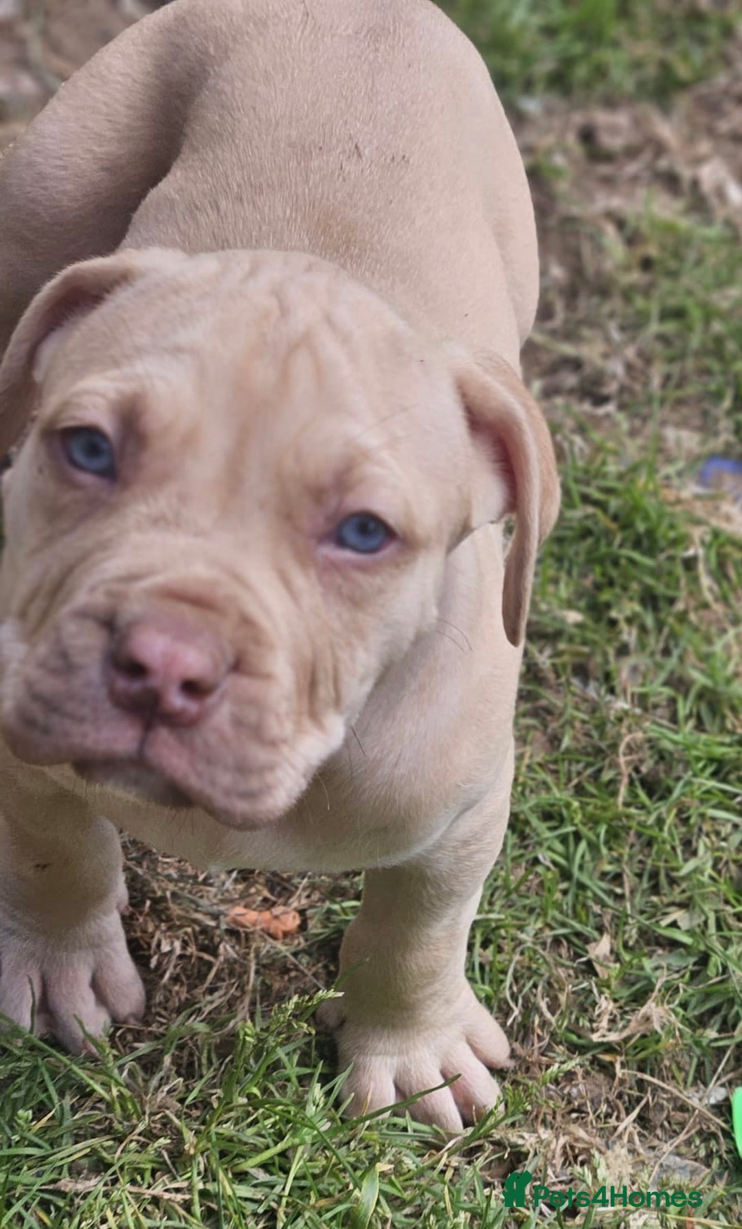 Mastiff dogs for sale: Boerbel x ultimate Mastiff in London - Image 24