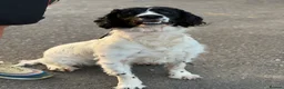 Sprocker dogs for sale: 2 year old male sprocker  - Advert 4