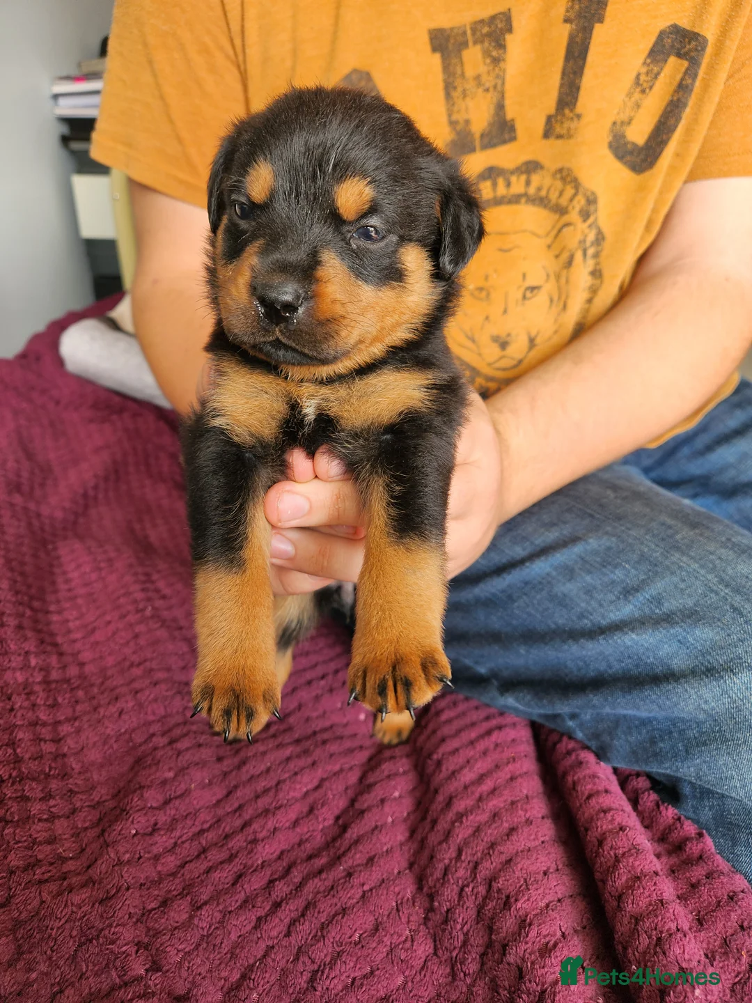 Rottweiler dogs for sale: Red puppy rottweiler  in Basingstoke - Advert 1