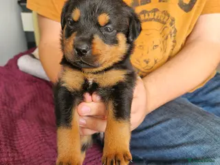 Rottweiler dogs Red puppy rottweiler - Advert 1
