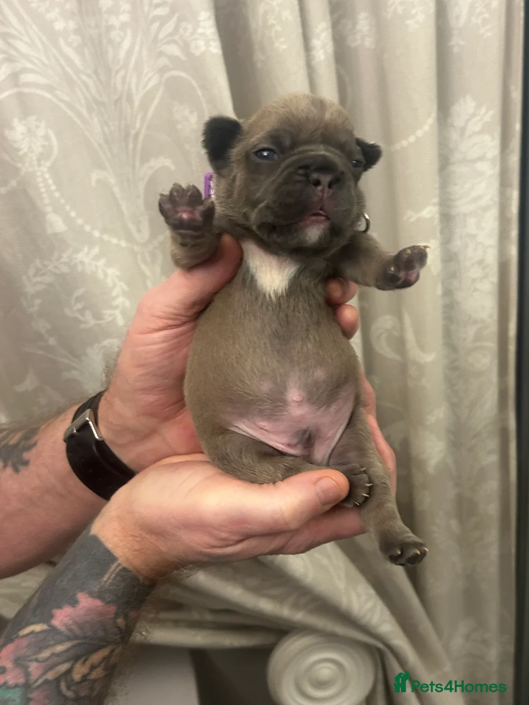 French Bulldog dogs for sale: 9 top quality fluffy carrying french bulldogs  - Advert 22