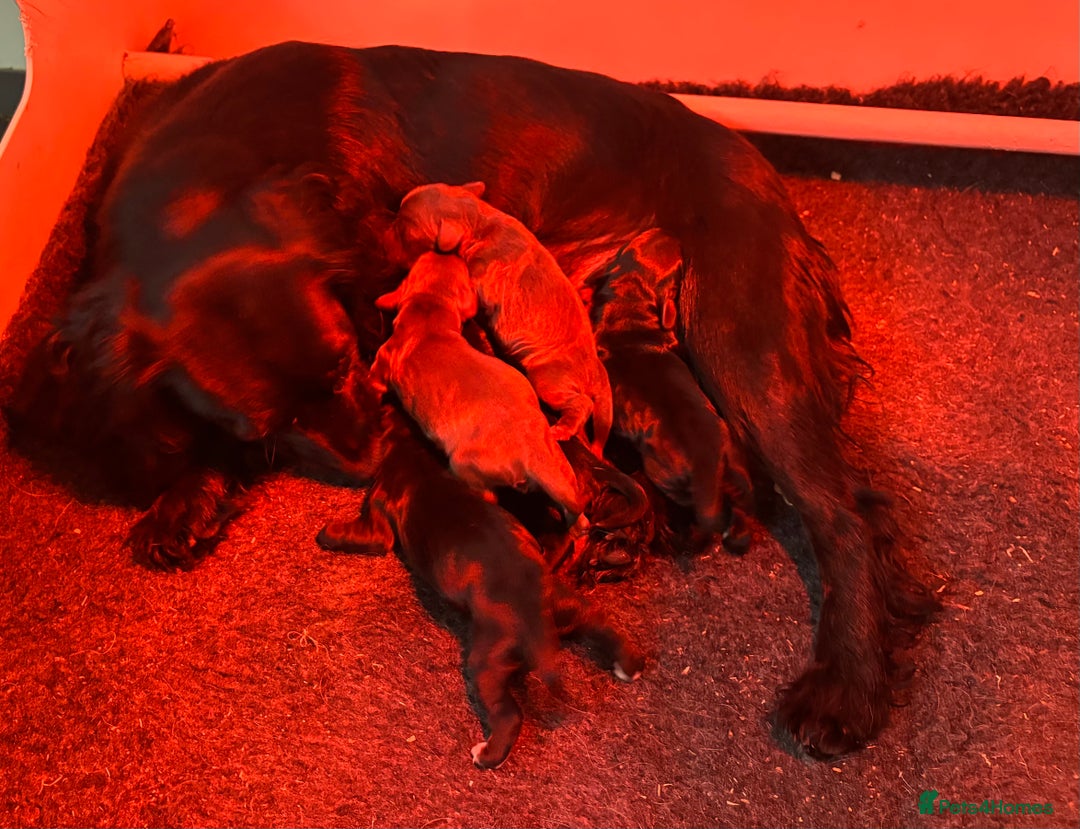 Cocker Spaniel dogs for sale: Liver/black working cocker spaniel puppies!  - Image 3