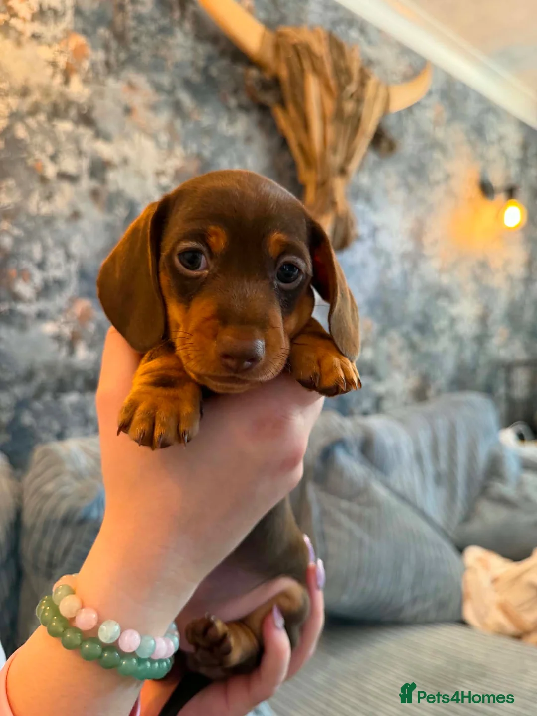 Miniature Dachshund dogs for sale: Chocolate & Tan Miniature Dachshunds | KC - Advert 2