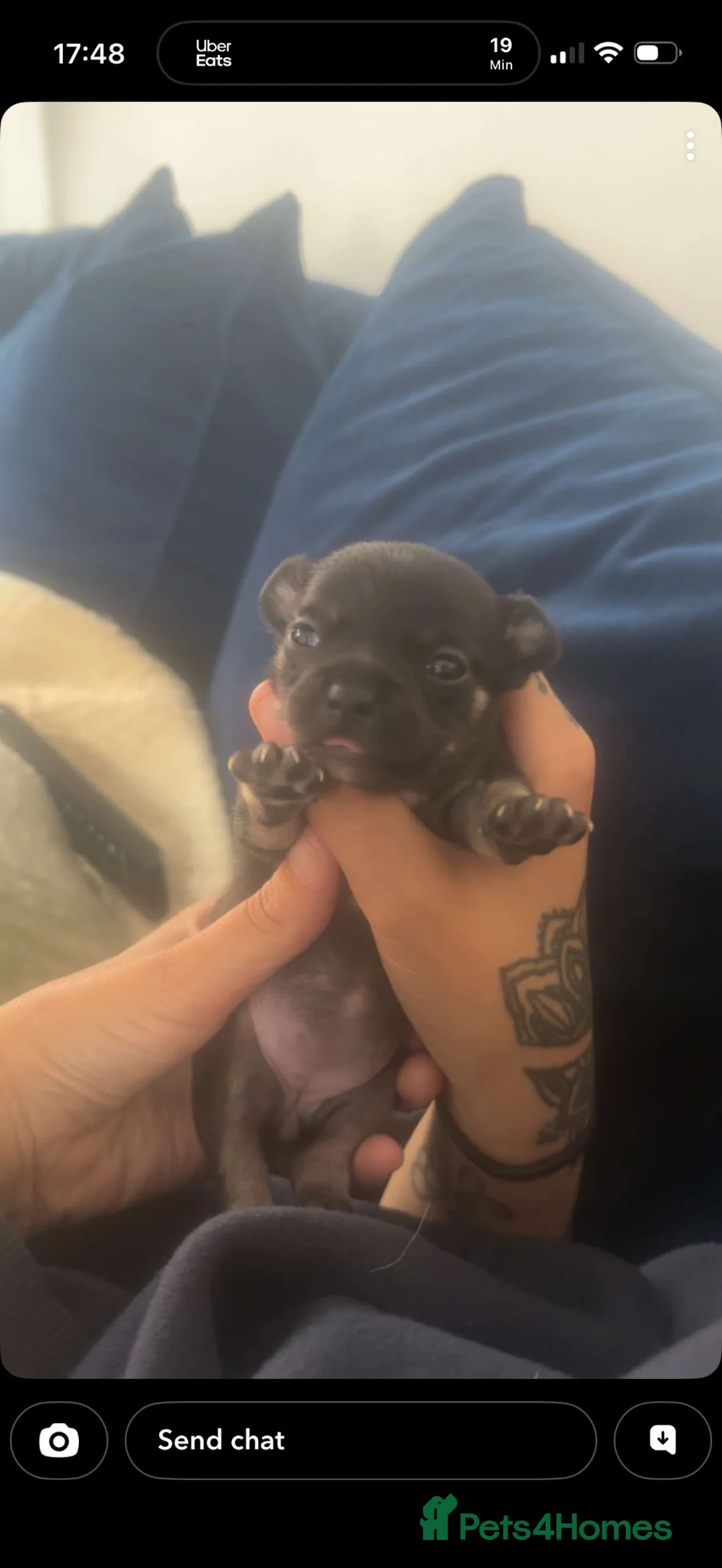 Chihuahua dogs for sale: Chihuahua black female  - Advert 12