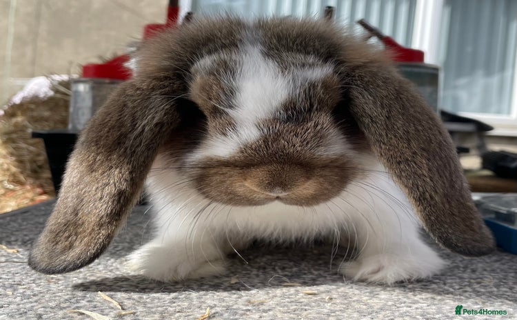 German Lop rabbits in Cramlington - Advert 2