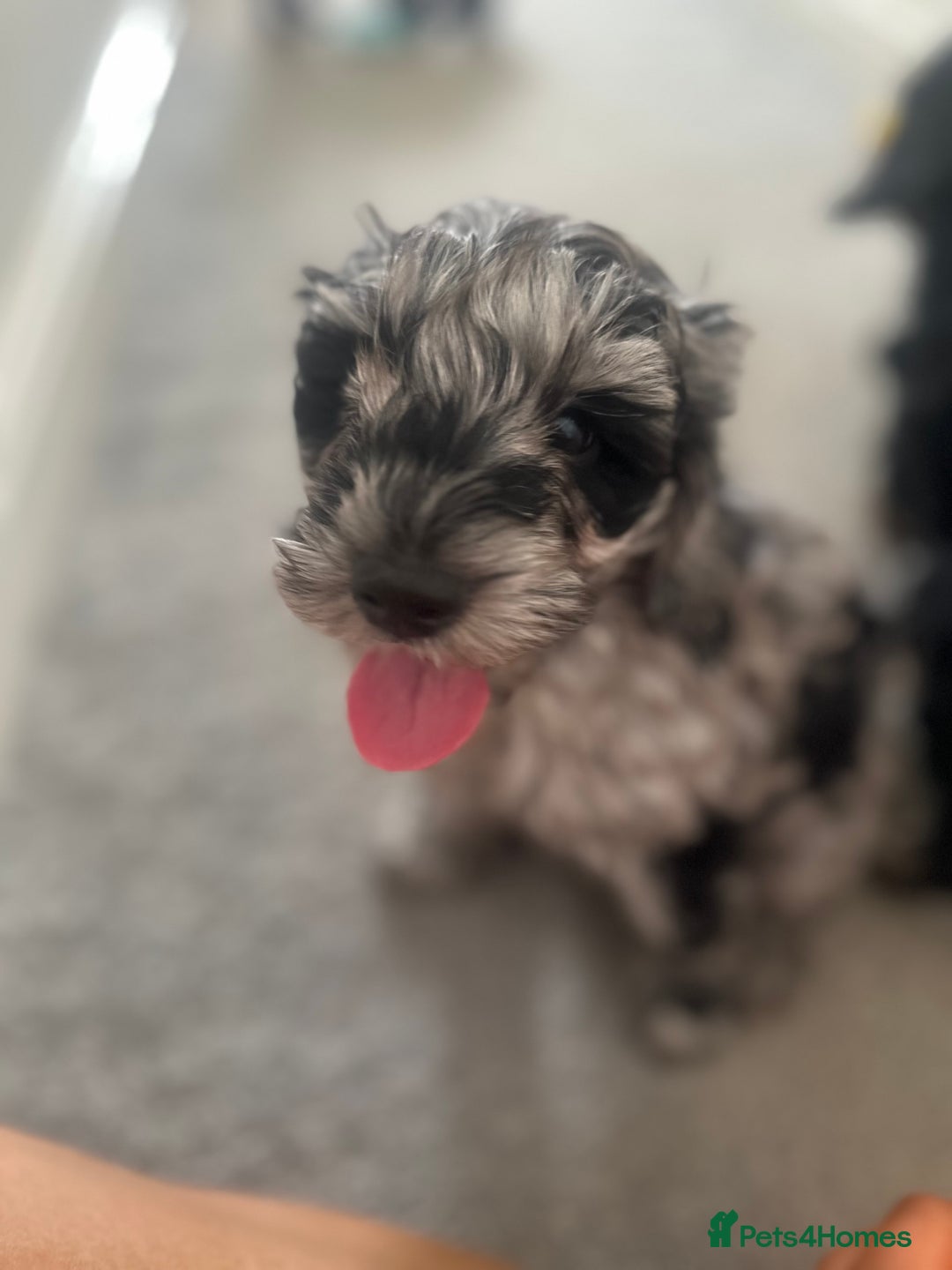 Cockapoo dogs for sale: Adorable toy cockapoo pups 🐶🤍 ready to leave 🏡 in Tranent - Image 17