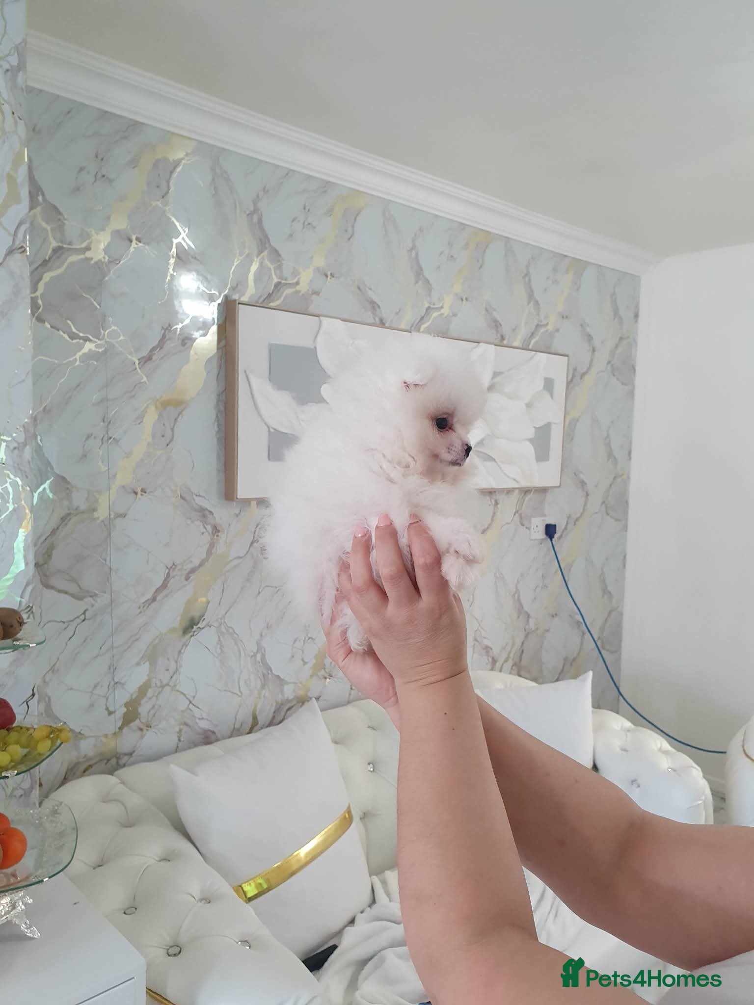 Pomeranian dogs Beautiful pomeranian pure breed puppies  - Advert 12