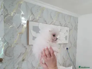 Pomeranian dogs Beautiful pomeranian pure breed puppies - Advert 12