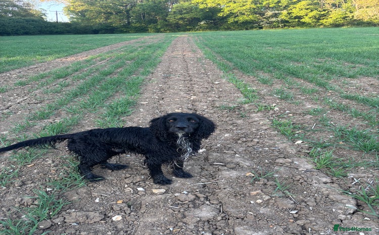 Cocker Spaniel dogs - Advert 2