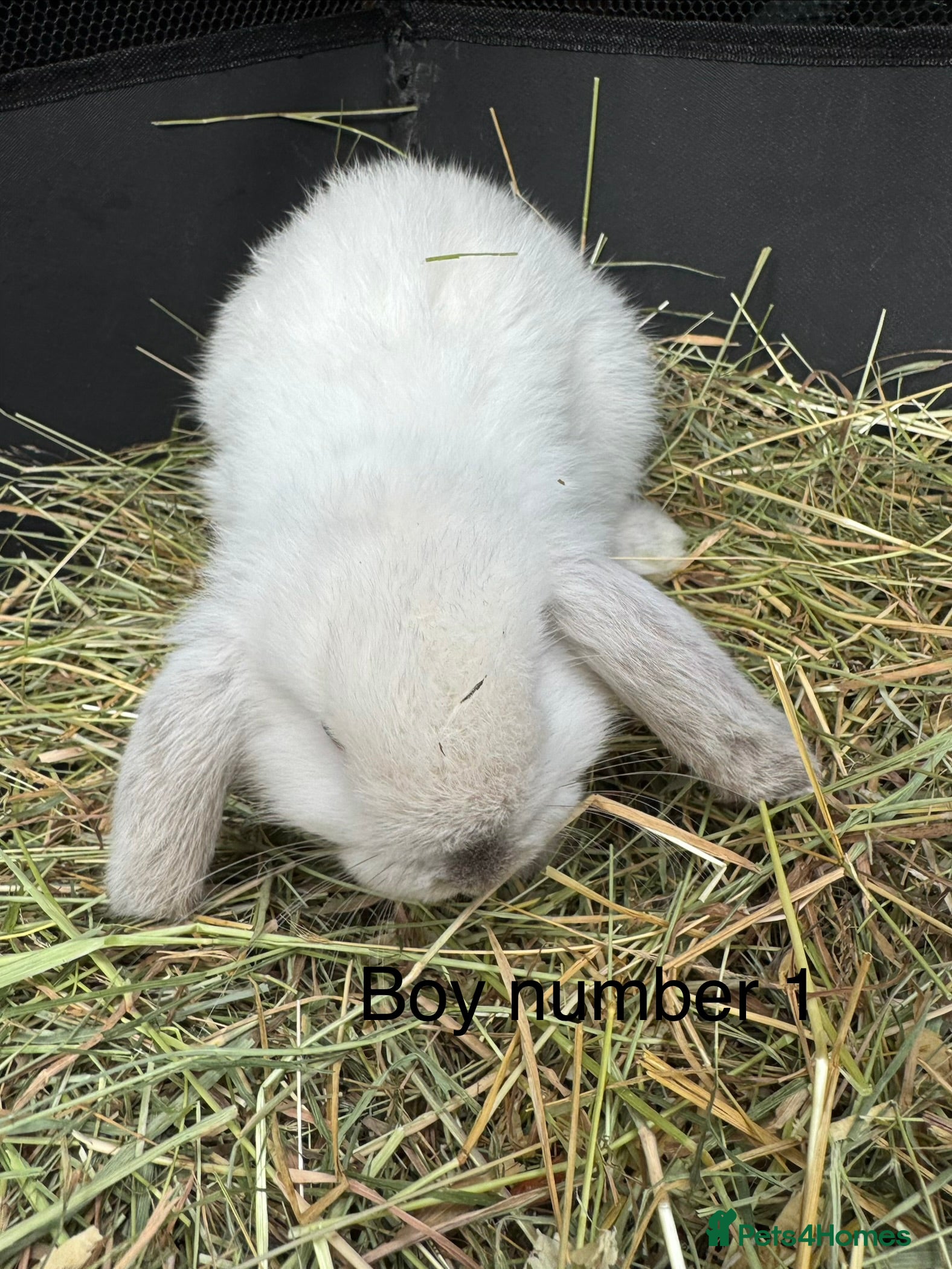 Mini Lop rabbits for sale: Pure mini lops - Advert 3