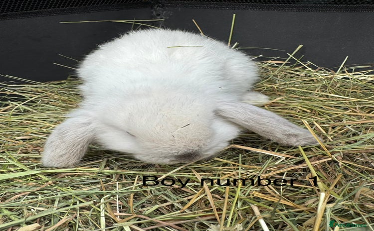 Mini Lop rabbits Pure mini lops - Advert 16