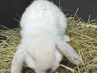 Mini Lop rabbits Pure mini lops - Advert 14
