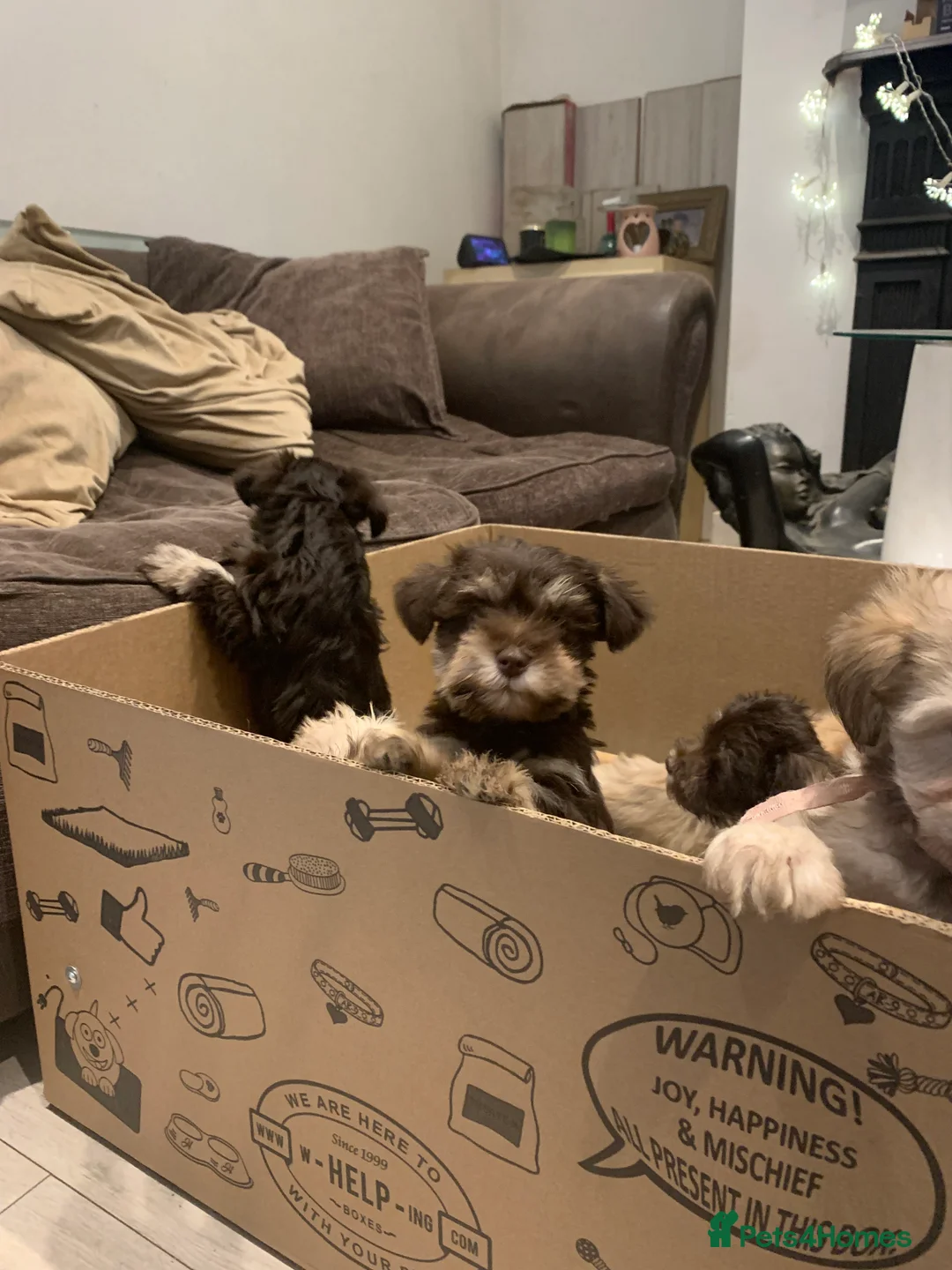 Miniature Schnauzer dogs for sale: Stunning Rare Parti-colour Miniature Schnauzer’s - Advert 11