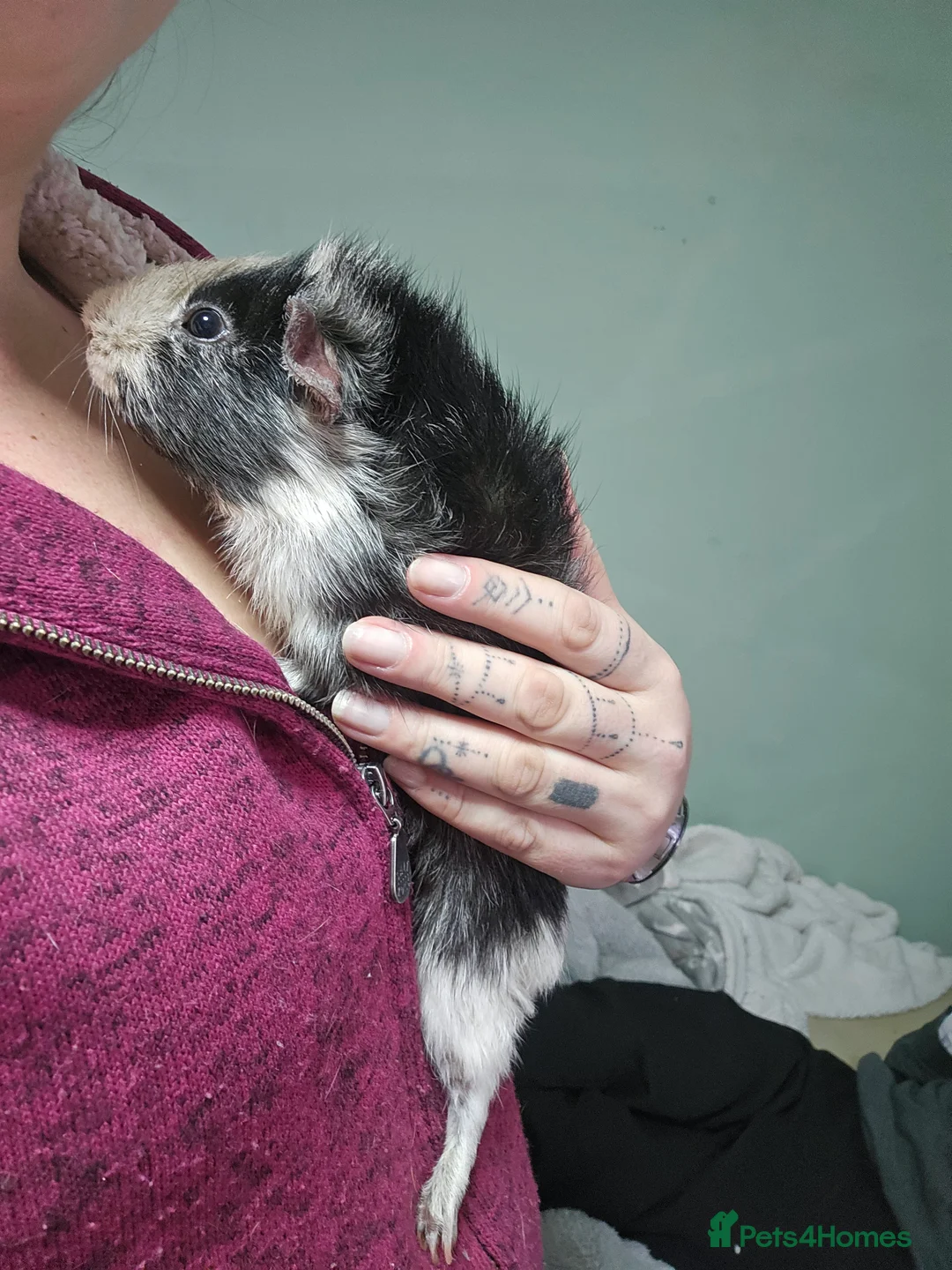 Guinea Pig rodents for sale: 2 Male Guinea Pigs in Rotherham - Advert 4