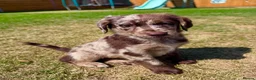 Labradoodle dogs for sale: Chocolate & Chocolate Merle Labradoodle Babies 🐾 - Advert 15