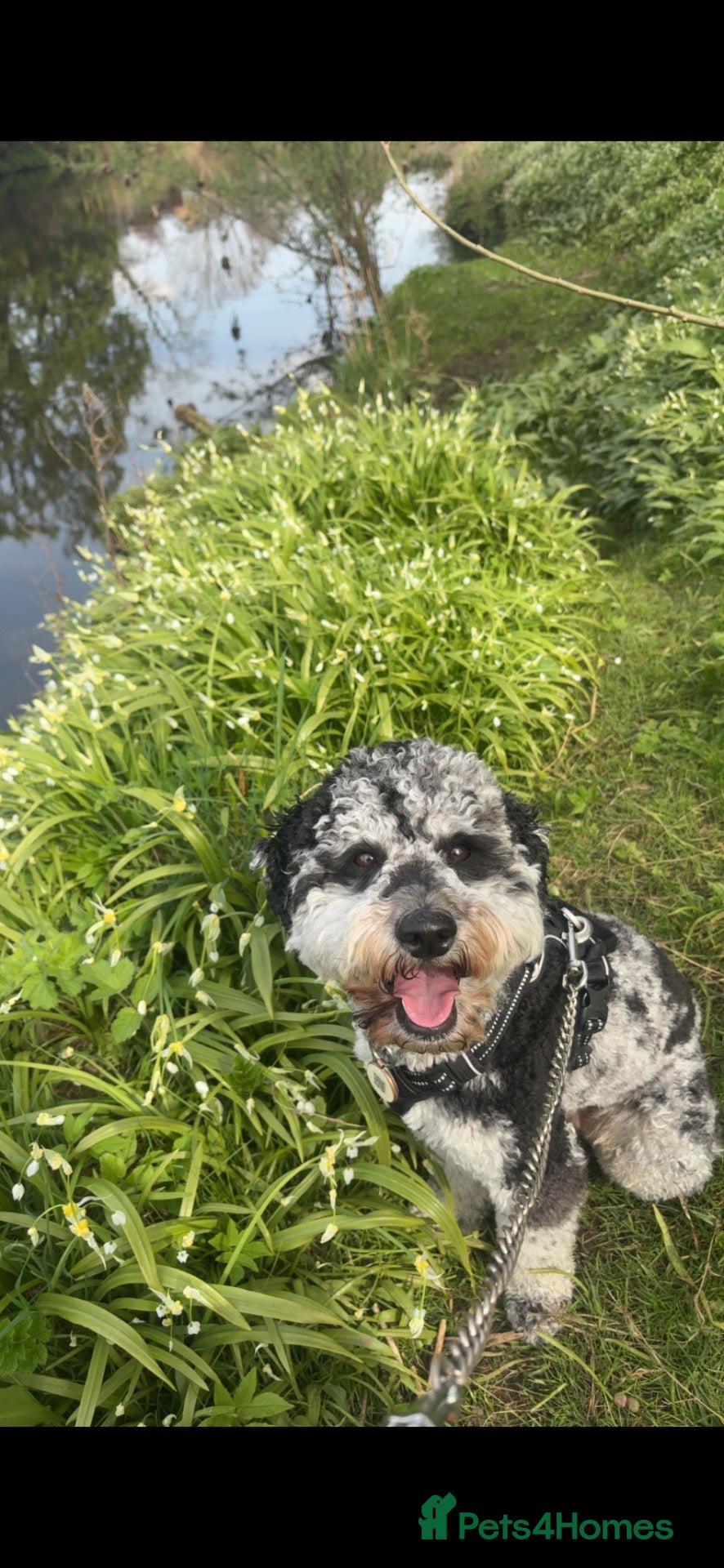 Goldendoodle dogs Blue Merle mini goldendoodle f2bb - Advert 5