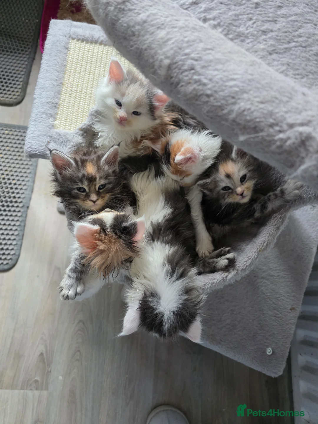 Maine Coon cats for sale: STUNNING MAINE COON KITTENS  - Advert 1