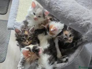 Maine Coon cats STUNNING MAINE COON KITTENS - Advert 17
