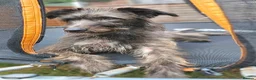 Mixed Breed dogs for sale: Deerhound Greyhound Collie/ Bedlington  in Shrewsbury - Advert 2