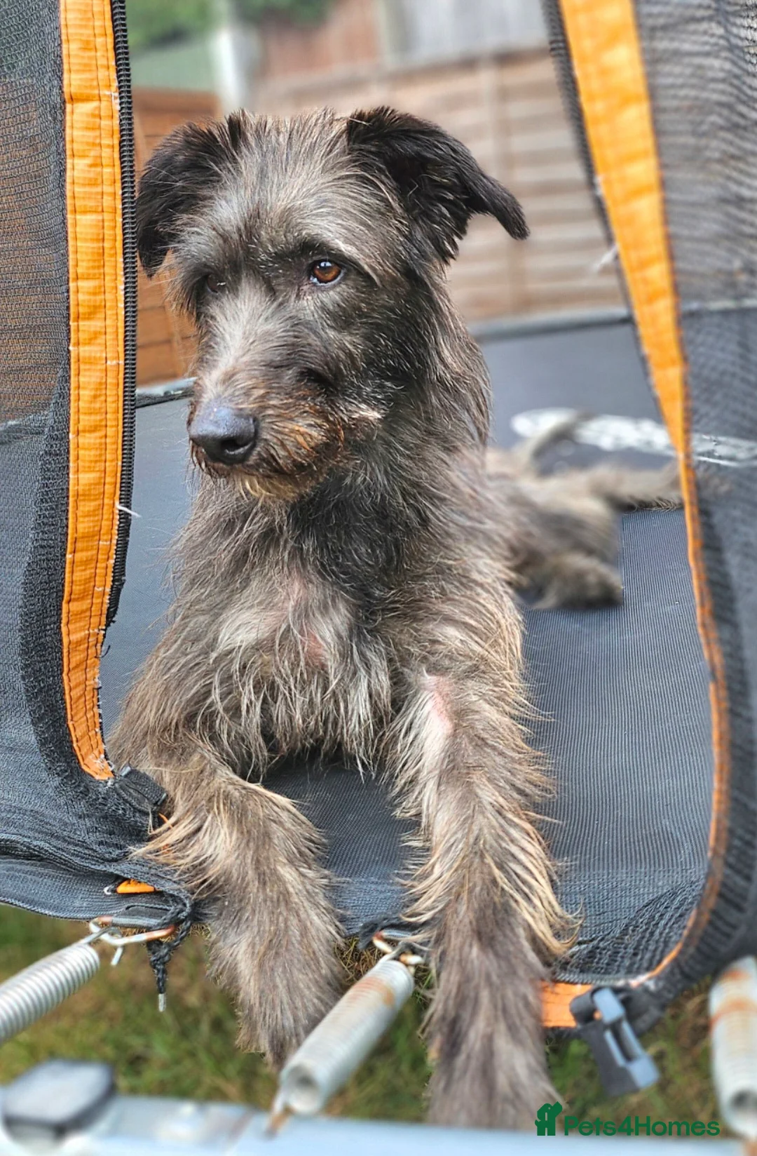 Mixed Breed dogs for sale: Deerhound Greyhound Collie/ Bedlington  in Shrewsbury - Advert 2