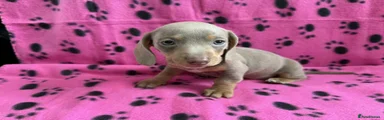 Miniature Dachshund Puppy 5