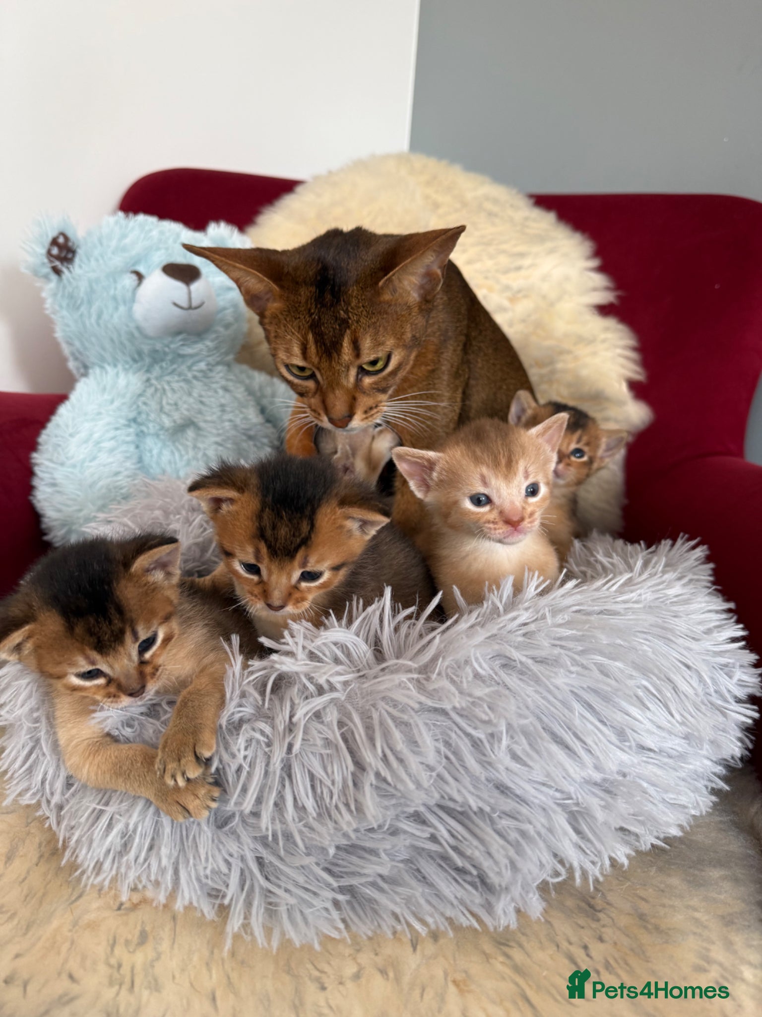 Abyssinian cats TICA reg rarest colours Aby kittens boys and girls - Advert 2