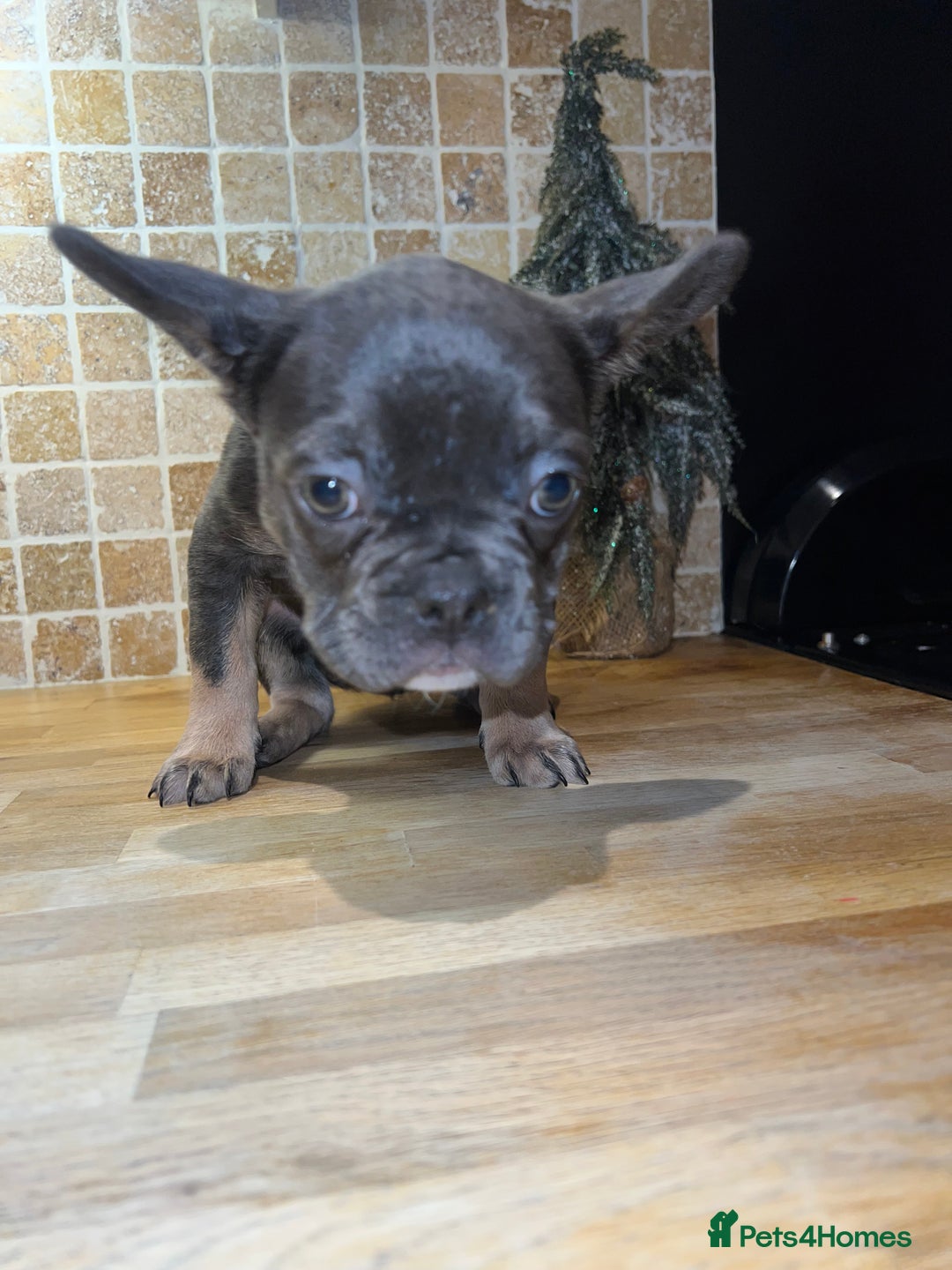 French Bulldog dogs for sale: Adorable Purebred Female French Bulldogs Ready! - Advert 13