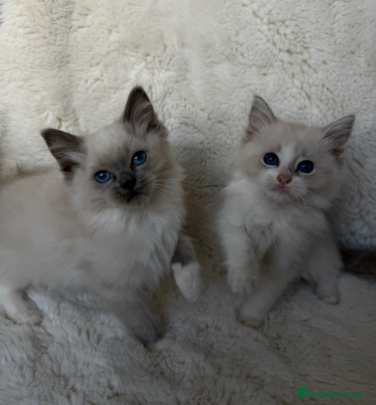 Ragdoll cats 2x GCCF Ragdoll kittens (male & female) available - Advert 1