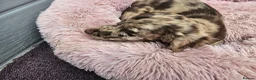 Cockapoo dogs for sale: Generation cockerpoo puppies ready now  - Advert 17