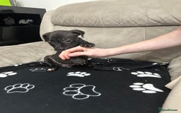Staffordshire Bull Terrier dogs for sale: 2 Chunky staffy pups left !!! - Image 11