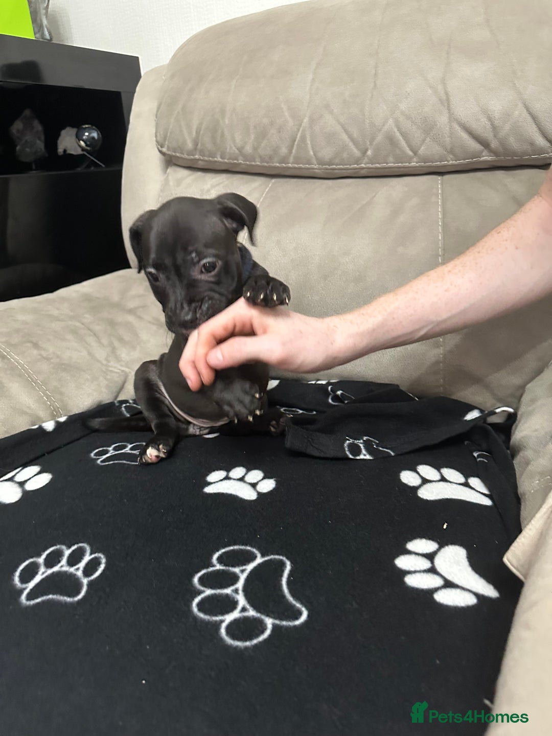 Staffordshire Bull Terrier dogs for sale: 2 Chunky staffy pups left !!! - Image 11