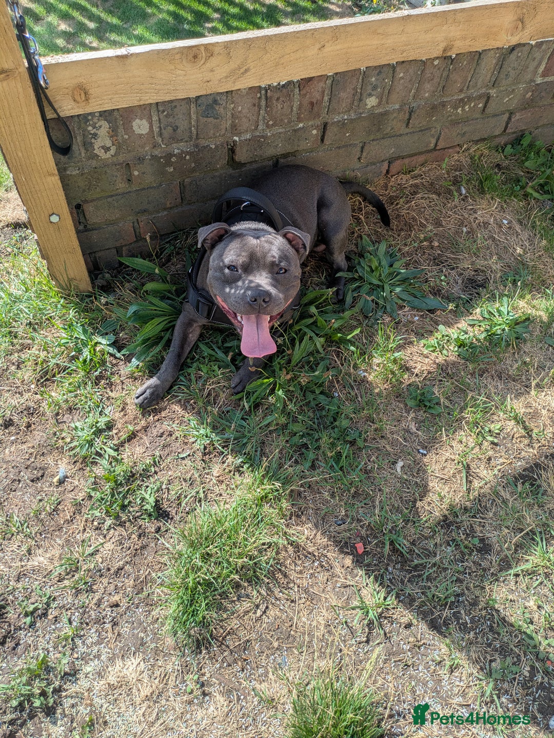 Staffordshire Bull Terrier dogs for sale: Blue staff for sale  - Image 29