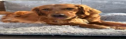 Golden Retriever dogs for sale: 🐾💛 Golden retriever puppies available 💛🐾 - Advert 8