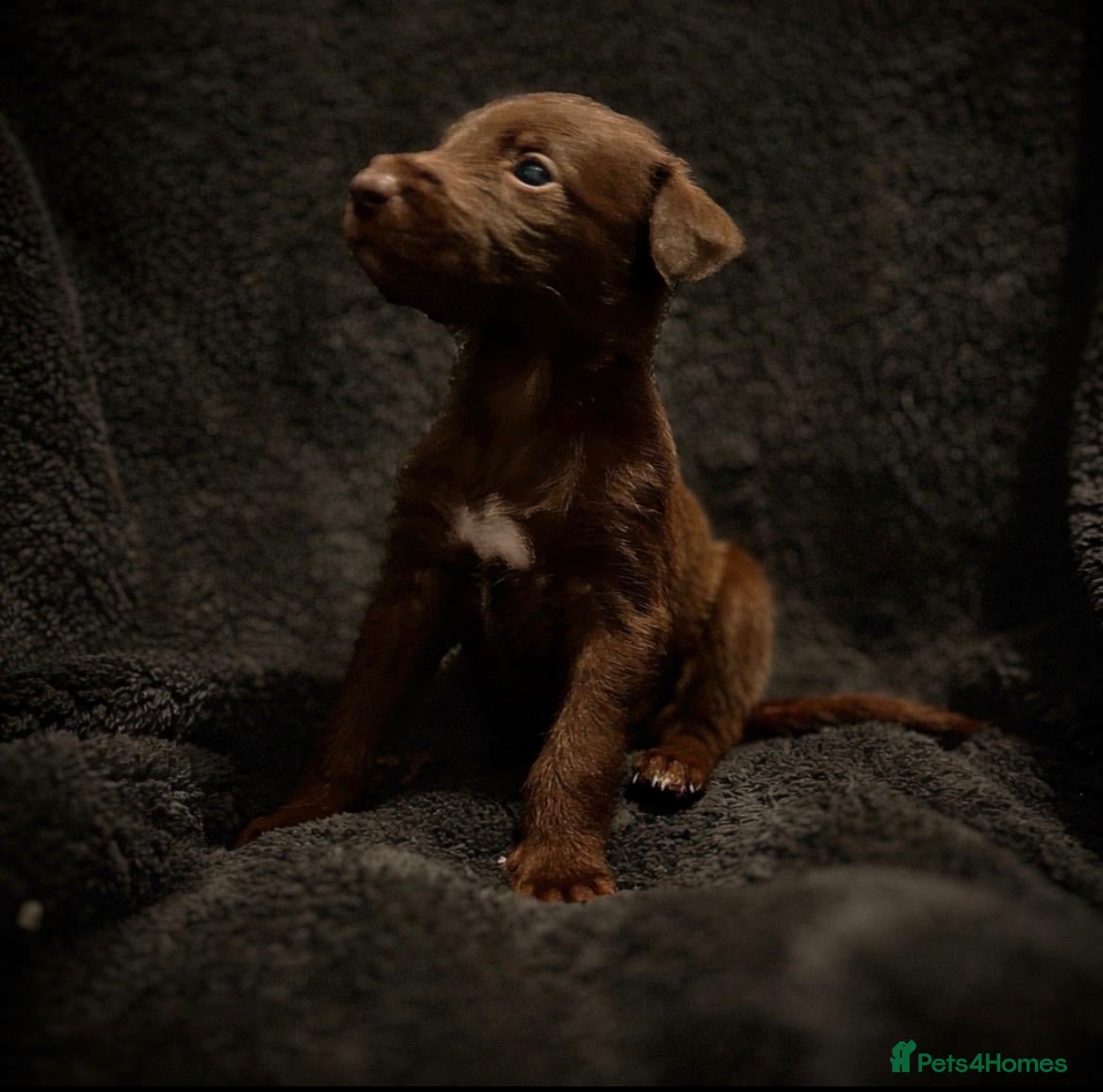 Mixed Breed dogs 2nd Gen Pure Bedlington Whippet Puppies.  in Coalville - Advert 1