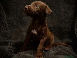 Mixed Breed dogs 2nd Gen Pure Bedlington Whippet Puppies. in Coalville - Advert 1